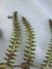 Thelypteris palustris