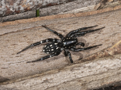 Nyssus albopunctatus