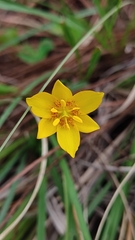 Calochortus barbatus