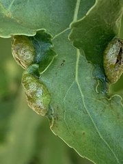 Thecabius populimonilis