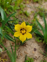 Sisyrinchium graminifolium