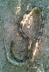 Bogertophis subocularis subocularis