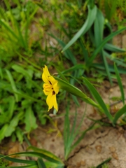 Sisyrinchium graminifolium