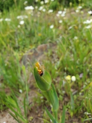Sisyrinchium graminifolium