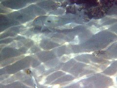 Mulloidichthys flavolineatus