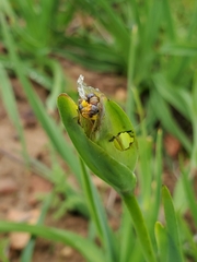 Sisyrinchium graminifolium