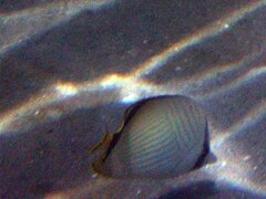 Chaetodon vagabundus