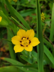 Sisyrinchium graminifolium