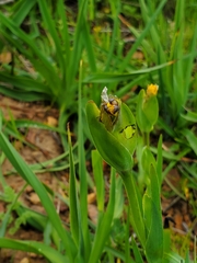 Sisyrinchium graminifolium