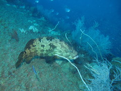 Epinephelus fuscoguttatus