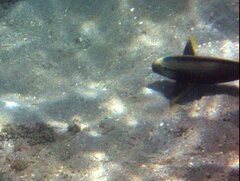 Acanthurus nigricauda