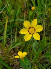 Sisyrinchium graminifolium