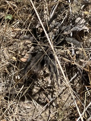 Aphonopelma steindachneri