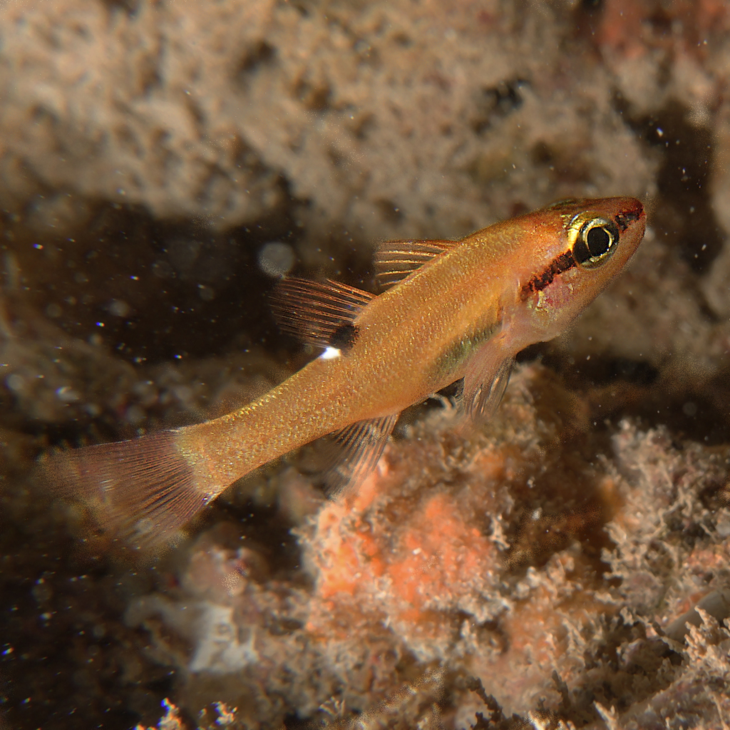 Evermann's Cardinalfish