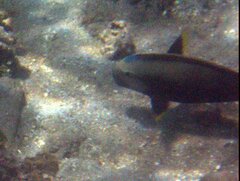 Acanthurus nigricauda