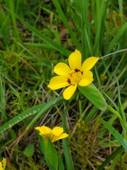 Sisyrinchium graminifolium
