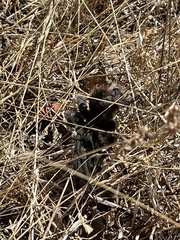 Aphonopelma steindachneri