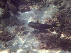 Acanthurus nigricauda