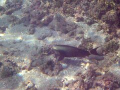 Acanthurus nigricauda