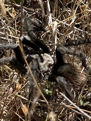 Aphonopelma steindachneri