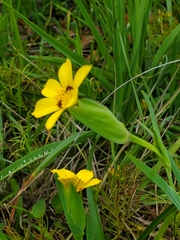 Sisyrinchium graminifolium