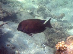 Ctenochaetus striatus