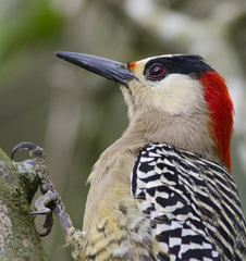 Melanerpes superciliaris