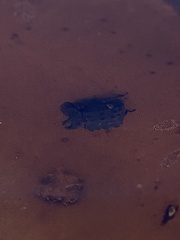 Bolitotherus cornutus