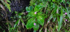 Impatiens goughii