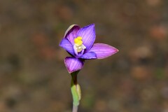 Thelymitra matthewsii