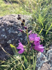 Sidalcea
