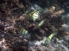 Acanthurus triostegus