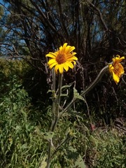 Tithonia tubaeformis