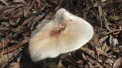 Agaricus augustus