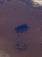 Bolitotherus cornutus