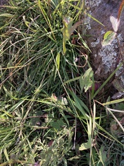 Sidalcea