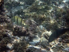 Acanthurus triostegus