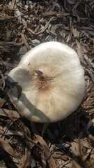 Agaricus augustus