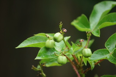 Jatropha gossypiifolia
