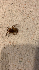 Kukulcania hibernalis