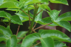 Jatropha gossypiifolia