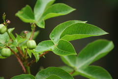 Jatropha gossypiifolia