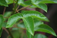 Jatropha gossypiifolia