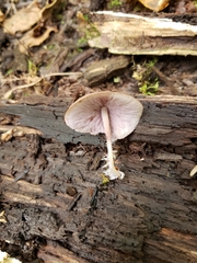 Baeospora myriadophylla