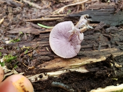 Baeospora myriadophylla