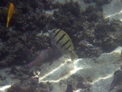 Acanthurus triostegus