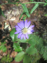 Symphyotrichum retroflexum