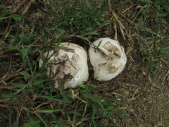 Mycenastrum corium