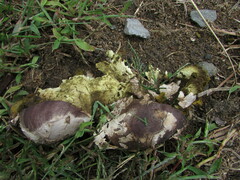 Mycenastrum corium