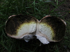 Mycenastrum corium